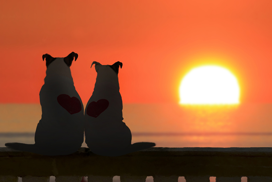 東京・川崎・横浜 格安 ペット訪問葬儀/火葬.com(コム)